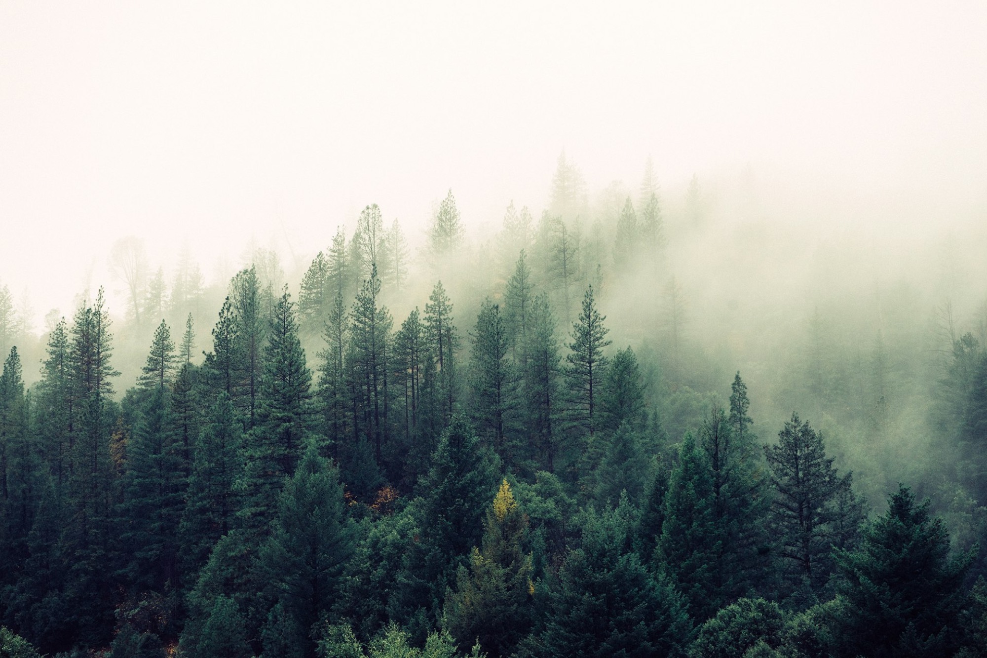 Mist over a forested valley in British Columbia