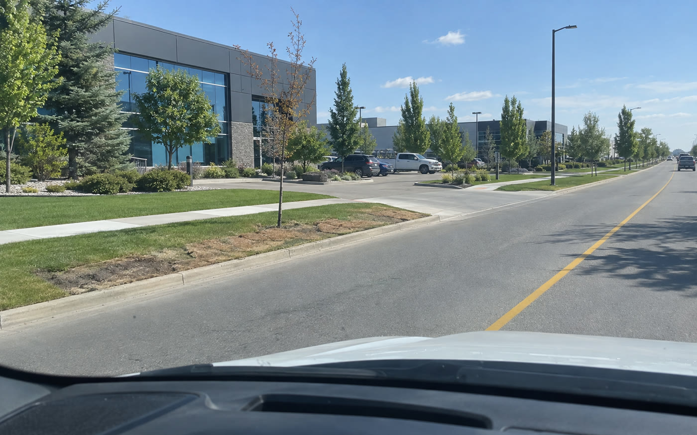 From the lane in an office park, summer: the boulevard between sidewalk and curb bare and brown in a strip where the trench ran, young trees on their stakes, the lawns beyond it green and watered