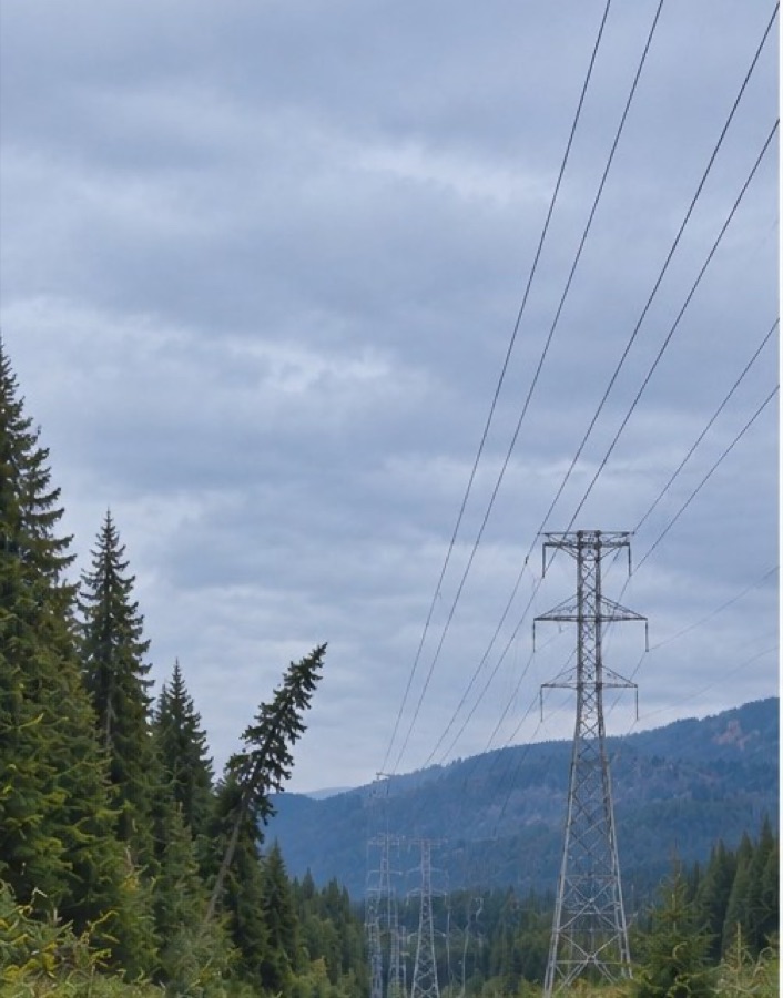 Driver's view of a conifer leaning slightly toward a line crossing above the road.