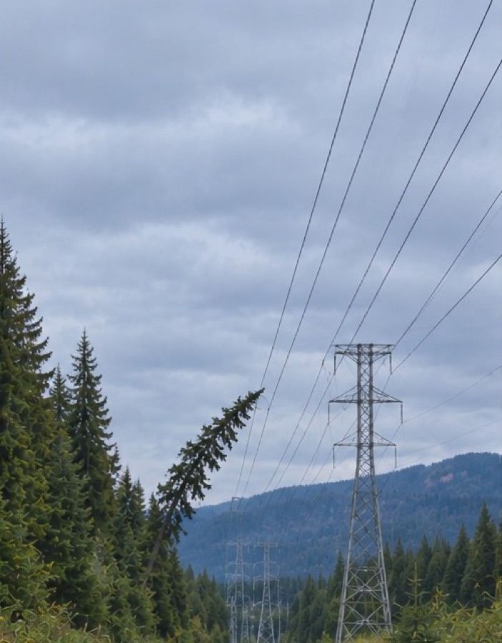 The same view a month later: the tree has leaned noticeably further toward the line.
